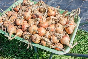 Wheelbarrow full of Sturon onions, produce of Diss Community Farm, September 2015.